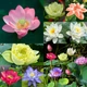Смесь семян лотоса бонсай BowlLotus, микс цветов, 50 штук - изображение 7