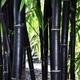 Семена Бамбук чёрный (Phyllostachys nigra), фиолетовый бамбук, 5 штук - изображение 3
