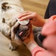 Серветки для гігієни складочок бульдога Eye Envy buldog wipes упаковка 60шт (EEWB-60) - зображення 7