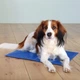 Коврик для собак и кошек Trixie охлаждающий 65х50 см Голубой - изображение 1