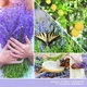 Ароматична свічка Lemon Lavender Small Tumbler Jar Yankee Candle (1744758E) - зображення 3