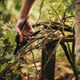 Sekator nożycowy Fiskars SingleStep P26 1000567 (6411501112606) - obraz 5
