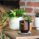 Свеча с ароматом лаванды и кипариса Lavender & Cypress RENEW Woodwick (1726346E) - изображение 4