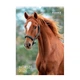 Настенный календарь А3 Axent Horses "Символ года - Огненный конь" 2026 200 г/м2 13 листов на пружине (8804-26-3-A) - изображение 1