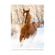 Настенный календарь А3 Axent Horses "Символ года - Огненный конь" 2026 200 г/м2 13 листов на пружине (8804-26-3-A) - изображение 2