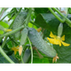 Огурец Шакти F1 10 шт Syngenta Голландия - изображение 1