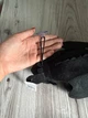 Беззубик Ночная Фурия мягкая игрушка, черный дракон Как Приручить Дракона на присоске - изображение 7