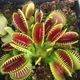 Семена Венерина Мухоловка, хищное растение (Dionaea muscipula), 10 шт - изображение 1