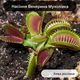 Семена Венерина Мухоловка, хищное растение (Dionaea muscipula), 10 шт - изображение 7
