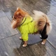 Зимний комбинезон для собак Dog XL Салатовый - изображение 12