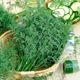 Семена Укроп Амброзия кустовой 10 г Садыба - изображение 2