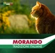 Упаковка беззернових консерв для стерилізованих котів Morando Tradizioni шматочки у соусі з індичкою та морквою 85 г x 4 шт (8007520427885) - зображення 5
