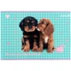 Набор альбомов для рисования Kite Studio Pets 24 листа A4 на скобе 12 шт (SP25-242) - изображение 9