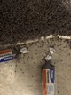 Средство от муравьев Terro T300B Liquid Ant Killer. Станция приманка. Терро от муравьев. Уничтожает колонию. - изображение 6