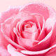 Mus do mycia twarzy Nuxe Very Rose 150 ml (3264680043383) - obraz 3