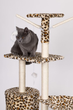 Драпак для кота Petsi Дім Дерево-Лежак 138 см XL пантера (5903089065944) - зображення 5