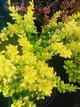 Барбарис Тунберг Марія. (Berberis thunbergii Maria) С3 - зображення 1