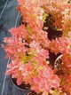 Барбарис тунберг Оранж Айс. (Barberis thunbergii Orange Ice) С3 - зображення 2