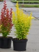 Барбарис Тунберг Марія. (Berberis thunbergii Maria) С3 - зображення 3