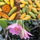 Пассифлора банановая, маракуйя нежнейшая (Passiflora molissima), семена 10 шт - изображение 3