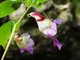 Недотрога попугайная, бальзамин-попугай (Impatiens psittacina), семена 5 шт - изображение 3