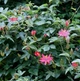 Пассифлора банановая, маракуйя нежнейшая (Passiflora molissima), семена 10 шт - изображение 4