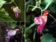 Недотрога попугайная, бальзамин-попугай (Impatiens psittacina), семена 5 шт - изображение 4