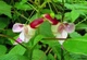 Недотрога попугайная, бальзамин-попугай (Impatiens psittacina), семена 5 шт - изображение 6