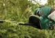 Кущоріз акумуляторний Bosch EasyHedgeCut 18V-52-13 18В лезо 52см крок різу 15мм 3.28кг без АКБ та ЗП - изображение 4