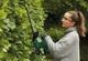 Кусторез аккумуляторный EasyHedgeCut 18-45 18В лезвие 45см шаг реза 15мм 3.02кг без АКБ и ЗП Bosch (sad0001721) - изображение 6