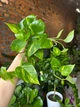 Епіпремнум золотий Epipremnum aureum 12/35 см - изображение 4