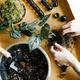 Субстраткрафтовий для філодендрона 3л (Philodendron) - зображення 4