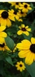 Рудбекия трехлопастная (Rudbeckia triloba). - изображение 1