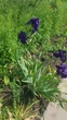 Ірис великоквітковий, синьо-фіолетового кольору, високий дуже красивий - изображение 4