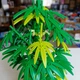 Конструктор Zhe Gao Bamboo Bonsai 528 деталей – Бамбуковый Бонсай для взрослых и детей - изображение 5