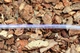 Шланг пвх пищевой Presto-PS Сrystal Tube длина 50 м диаметр 25 мм (PVH 25 PS) - изображение 3