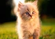 Календарь настенный квартальный на 2026 год на три пружины, Apriori , Кот , Котик ,29,7х61см - изображение 2