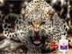 Алмазная мозаика на подрамнике ColorArt Взгляд леопарда 40х50см SPP052 + Подарок лак для покрытия - изображение 1