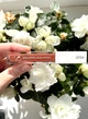 Матова рідка помада Ofra long lasting liquid lipstick 8 гр - изображение 1