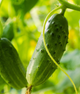 Огірок "Арктика F1" ТМ "GL Seeds" 10 шт. - изображение 1