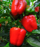 Перець солодкий "Фаршировочний" ТМ "GL Seeds" 0,25 г. - изображение 1