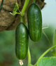 Огірок "Малюк" ТМ "GL Seeds" 0,5 г. - изображение 1
