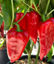 Перець солодкий "Букет Сходу" ТМ "GL Seeds" 0,25 г. - изображение 1