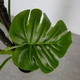 Искусственное растение Engard Monstera 165 см (DW-22) - изображение 2