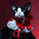 Костюм для кошек и собак "DRACULA 2" Color Black Size S - изображение 3