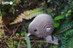 Model 3D do składania Eugy Zoo Kiwi (9421035150002) - obraz 5