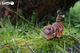 Model 3D do składania Eugy Zoo Tygrys (9421035150118) - obraz 6