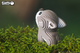 Model 3D do składania Eugy Zoo Wilk (9421035150385) - obraz 7