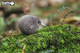 Model 3D do składania Eugy Zoo Kiwi (9421035150002) - obraz 11
