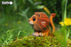 Model 3D do składania Eugy Zoo Lew (9421035150637) - obraz 8
